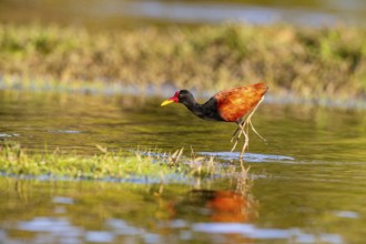Red-fronted leaflet (Jacana jacana) Pantanal Brazil