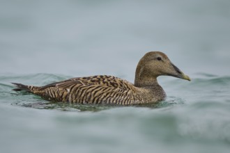 Common eider (Somateria mollissima) female swimming in the sea, Düne, Helgoland,
