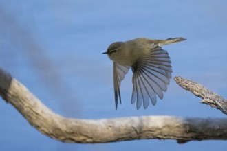 A chiffchaff (Phylloscopus collybita) flies just above a branch with outspread wings against a blue