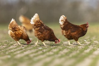 Three chickens pecking quietly in a meadow, domestic chicken, Rhineland-Palatinate, Germany, Europe