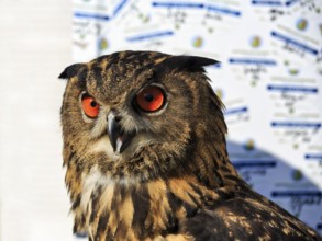 Bengal Eagle Owl (Bubo bengalensis), attentive gaze, captive, Bird Park, Berlebeck Eagle