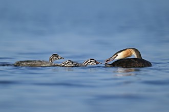 Great Crested Grebe (Podiceps Scalloped ribbonfish), feeding a chick with fish, swimming in the