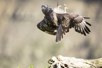 Common buzzard (Buteo buteo) Germany