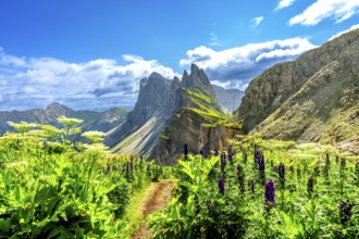 Scenic hiking trail winds through vibrant wildflowers, leading towards the majestic peaks of the