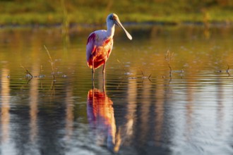 Roseate spoonbill (Ajaia ajaja) Pantanal Brazil