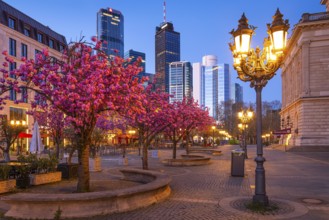 The ornamental cherries on Opernplatz in Frankfurt am Main, near the Alte Oper, are in full bloom