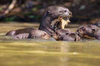 Giant otter (Pteronura brasiliensis) Pantanal Brazil
