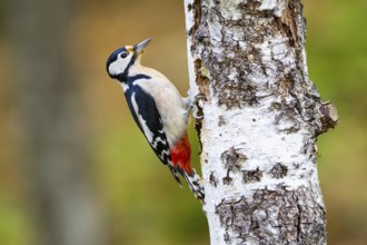 Great spotted woodpecker (Dendrocopus major) ml Germany