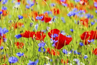 Corn poppy (Papaver rhoeas) and cornflower (Centaurea cyanus) in bloom in a meadow, Saxon