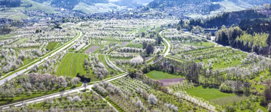 Spring near Sasbach in the Achertal in the Ortenau district. Orchards in bloom.Sasbach,