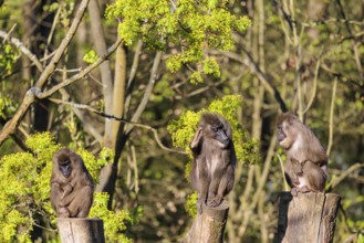 Three Drills (Mandrillus leucophaeus) sit high up on the three stumps of a cut tree and enjoy the