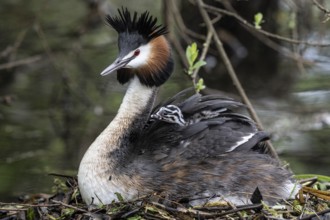 Great Crested Grebe (Podiceps Scalloped ribbonfish) with juveniles, Emsland, Lower Saxony, Germany,