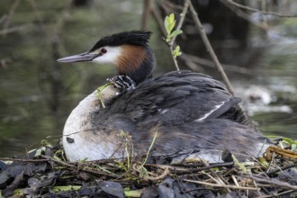 Great Crested Grebe (Podiceps Scalloped ribbonfish) with juveniles, Emsland, Lower Saxony, Germany,