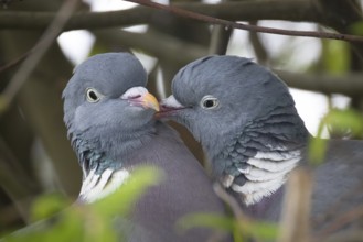 Two pigeons are having a springtime fling in the nest, Frankfurt am Main, Hesse, Germany, Europe