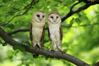 Barn owl (Tyto alba), adult, pair, vigilant, on tree, in summer, Šumava, Czech Republic, Europe