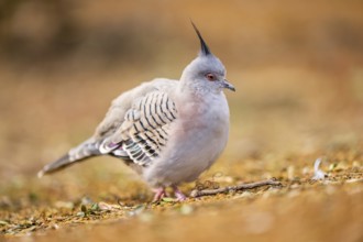 Crested pigeon (Ocyphaps lophotes) walking on a meadow, Bavaria, Germany, Europe
