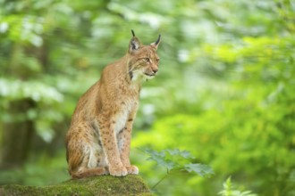 Eurasian lynx (Lynx lynx) sitting in a forest, Bavaria, Germany, Europe