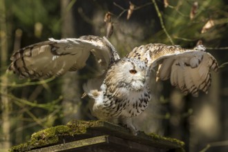 Owl with spread wings on a moss-covered branch in the forest, Siberian Eagle Owl (Bubo