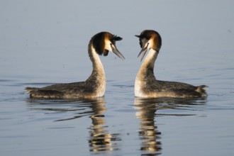 Courting great crested grebes (Podiceps Scalloped ribbonfish) on the water, facing each other with