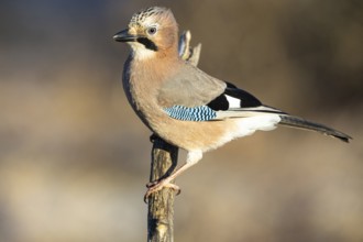 Eurasian jay /Garrulus glandarius) Germany