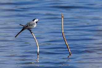 A bird sitting on a branch over calm water with blue sky in the background, white wagtail