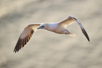 Northern gannet (Morus bassanus) flying over the sea at sunset, wildlife, Helgoland, Germany,