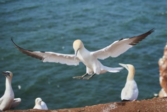 Northern gannet (Morus bassanus) landing, on the cliffs, wildlife, Helgoland, Germany, Europe