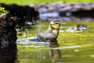 Blue Tit (Parus Caeruleus) Germany
