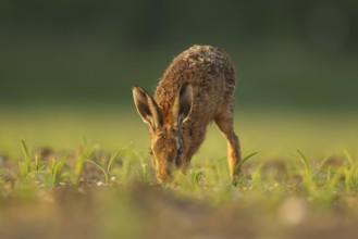 European brown hare (Lepus europaeus) adult animal feeding in a farmland maize field in summer,