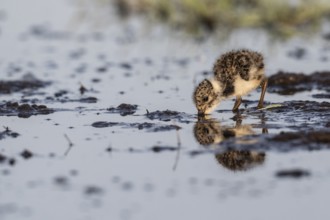 Young lapwing (Vanellus vanellus), Lower Saxony, Germany, Europe