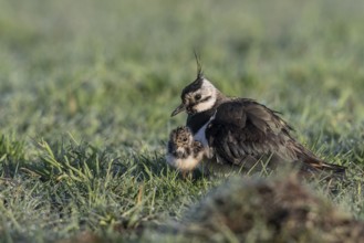 Lapwing (Vanellus vanellus) with young, Lower Saxony, Germany, Europe