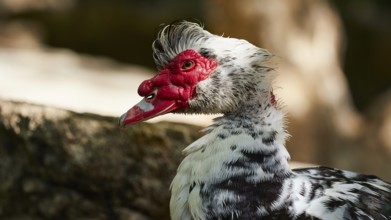 Close-up of the head of a mallard (Phacocherus) with red and white feathers and distinctive beak,