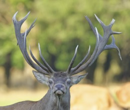Red deer (Cervus elaphus), capital stag in a forest clearing, animal portrait, wildlife, Sauerland,