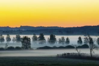 Early morning fog over the moor, birch (Betula), birch family (Betulaceae), dawn, fog, Pfrungen,