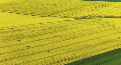 Rape field in bloom with a small house. Landscape near Dornstadt Baden-Württemberg, Germany, Europe