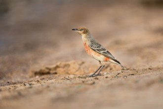 Crimson Chat (Epthianura tricolor) female perched on the ground, Victoria, Australia, Oceania