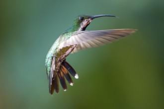 Green-breasted Mango (Anthracothorax prevostii) female flying, Peten, Guatemala, Central America