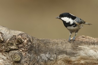 Coal Tit (Peirparus ater), perched on a branch, Castile and Leon, Spain, Europe