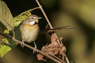 Chotoy Spinetail (Schoeniophylax phryganophilus) in the Pantanal region of Brazil