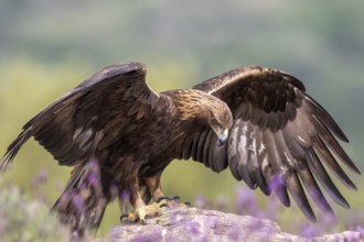 Golden Eagle (Aquila chrysaetos) perched on a rock, Madrid, Spain, Europe