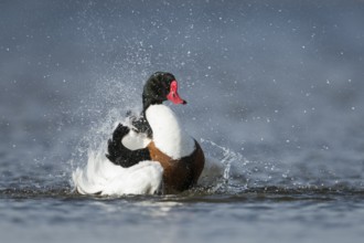 Common Shelduck (Tadorna tadorna) male bathing, Schleswig-Holstein, Germany, Europe