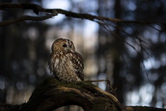Tawny Owl (Strix aluco) captive, Germany, Europe
