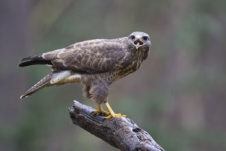 Common Buzzard (Buteo buteo) perched on a branch, Netherlands
