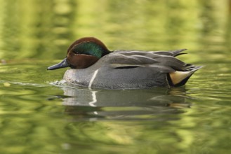 Green-winged Teal (Anas carolinensis) male, Arizona, USA, North America