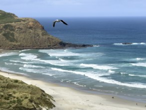 Sandfly Bay with flying seagull in the foreground, Otago, South Island, New Zealand, Oceania