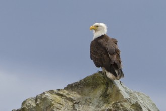 Bald Eagle (Haliaeetus leucocephalus), Alaska, USA, North America