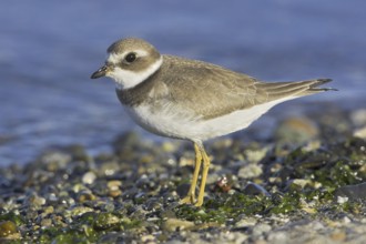 Semipalmated Plover (Charadrius semipalmatus), British Columbia, Canada, North America