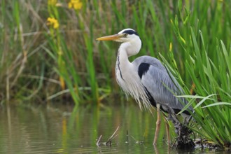 Graureiher (Ardea cinerea) Grey Heron