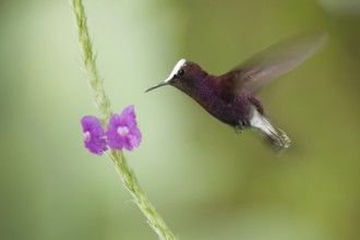 Snowcap (Microchera albocoronata), Costa Rica, Central America