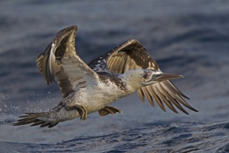 Northern Gannet (Morus bassanus) flying, North Sea, Germany, Europe